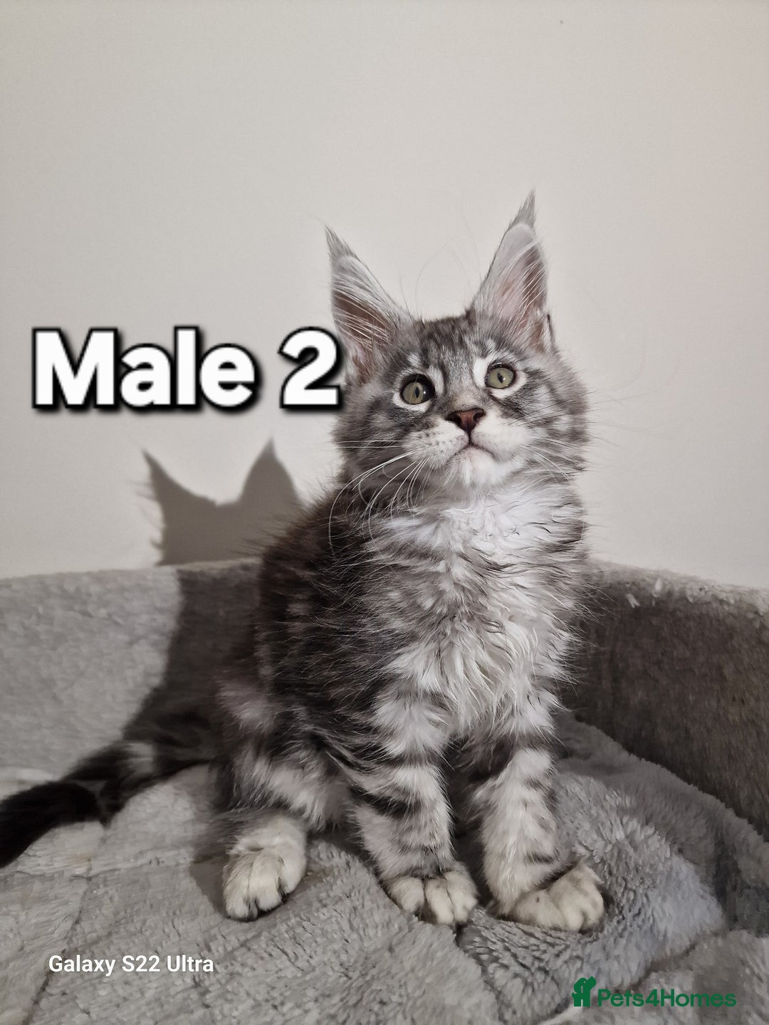 Maine Coon cats for sale: 💥Pure Maine coon😻 - Advert 3