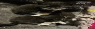 Mixed Breed Kitten 2