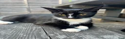 Mixed Breed cats for sale: Black and white female kitten! - Advert 1