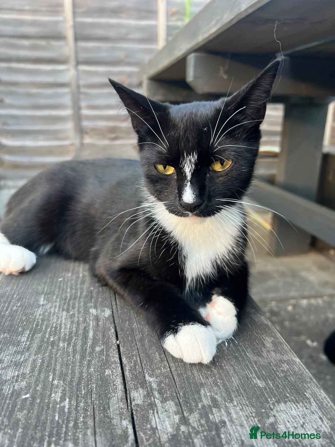 Mixed Breed cats for sale: Black and white female kitten! - Advert 1