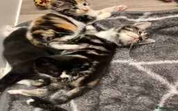 Mixed Breed cats for sale: 4 Beautiful Kittens 🐾 ❤️  - Image 4