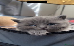 British Shorthair cats for sale: Five cute and naughty kittens for sale - Image 5