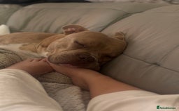 Mixed Breed dogs for sale: Bruno - American Bulldog x Staffy 1.5 years  - Advert 7