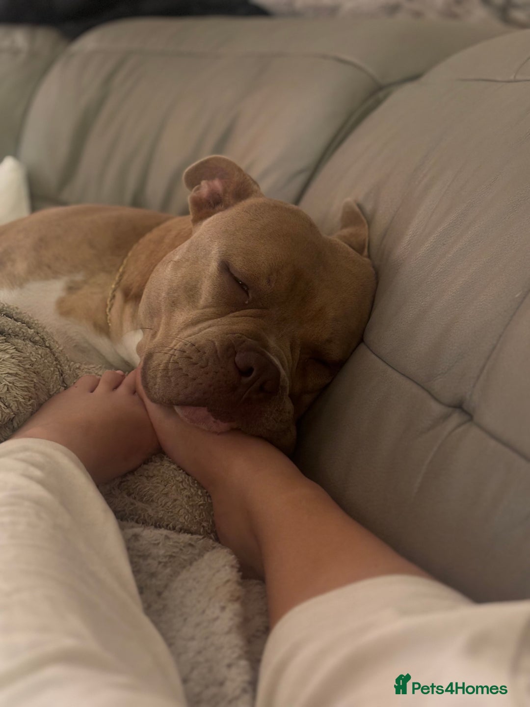 Mixed Breed dogs for sale: Bruno - American Bulldog x Staffy 1.5 years  - Advert 7