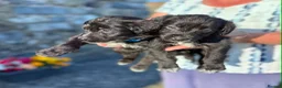 Bordoodle dogs for sale: 🐶😍Gorgeous Borderdoodle Puppies😍🐶 - Advert 8