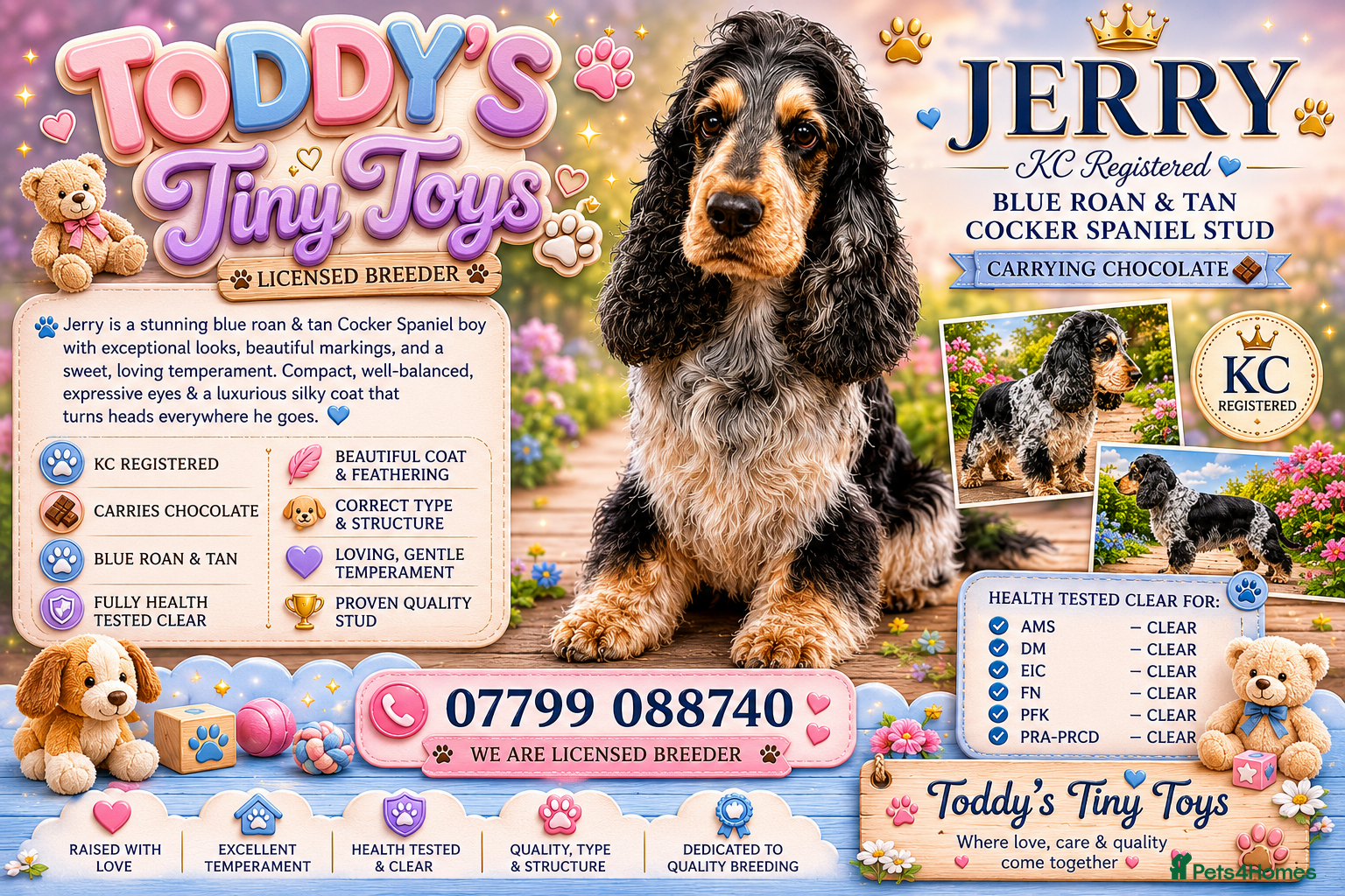 Cocker Spaniel dogs Blue roan and tan stud  - Advert 3