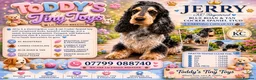 Cocker Spaniel dogs for stud: Blue roan and tan stud  - Advert 2
