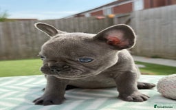 French Bulldog dogs for sale: Miss White X Kastro  - Image 3