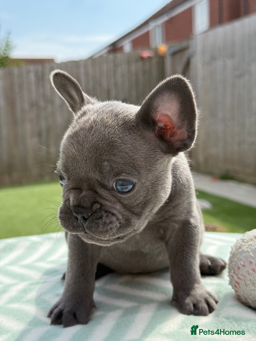 French Bulldog dogs for sale: Miss White X Kastro  - Image 3