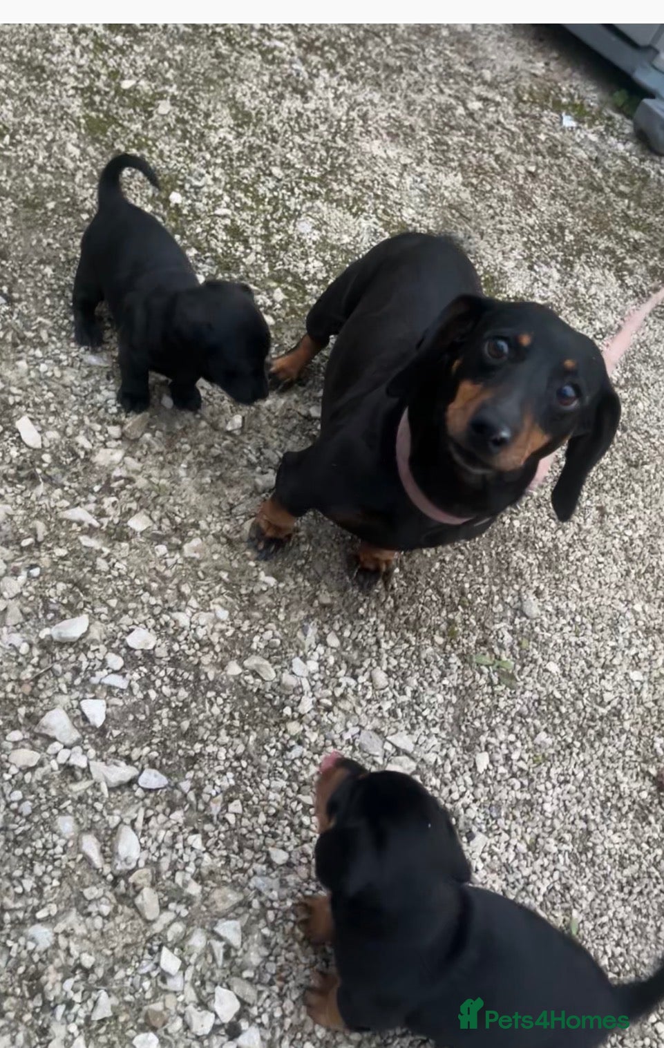 Dachshund dogs for sale: Dachshund  - Advert 8