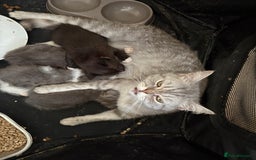 Exotic cats for sale: READY Silver Tabby cross exotic Fur Babies - Image 24