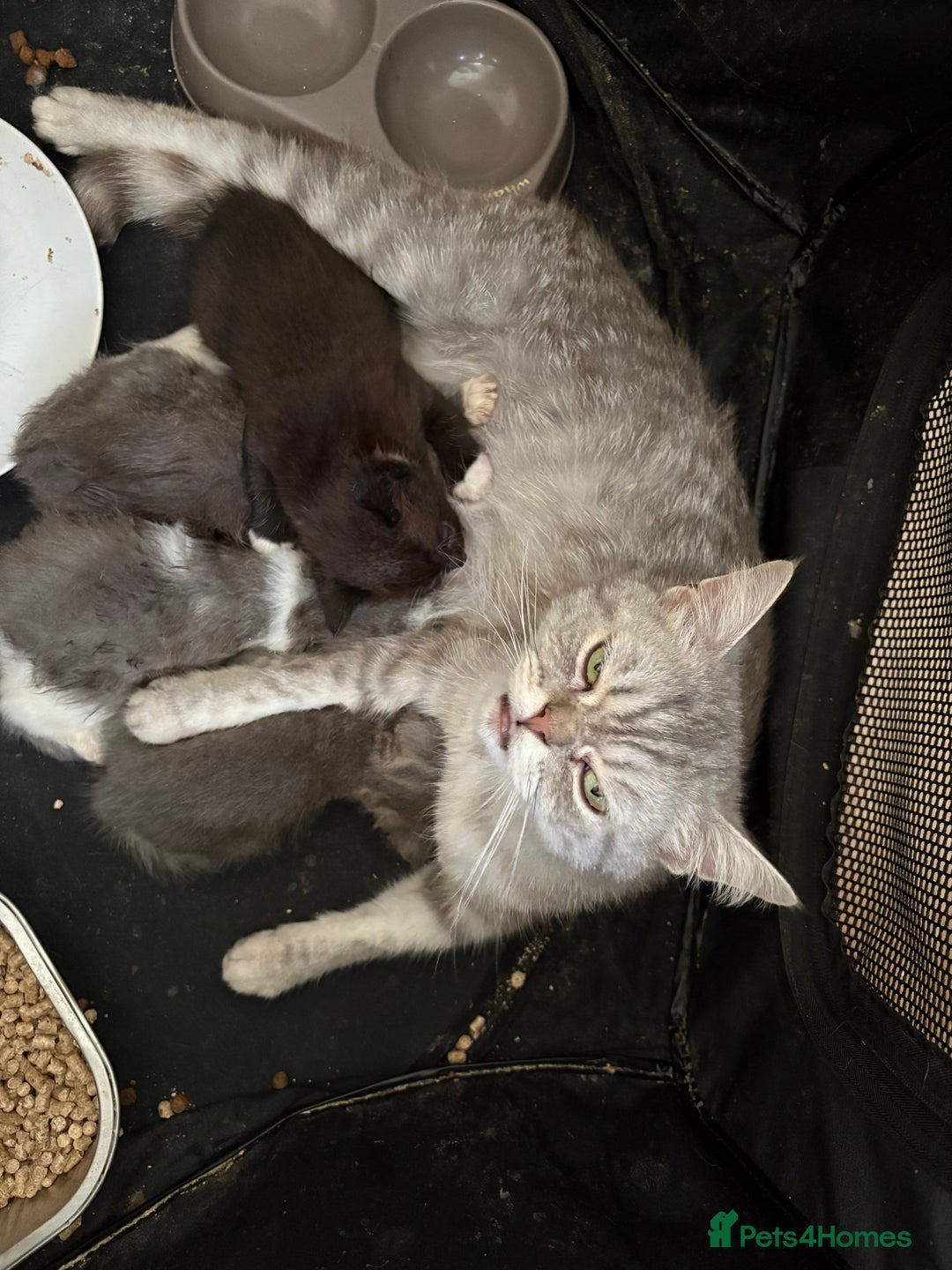 Exotic cats for sale: READY Silver Tabby cross exotic Fur Babies - Image 24