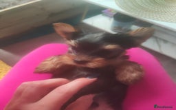 Yorkshire Terrier dogs for sale: Puppies for sale  - Image 6