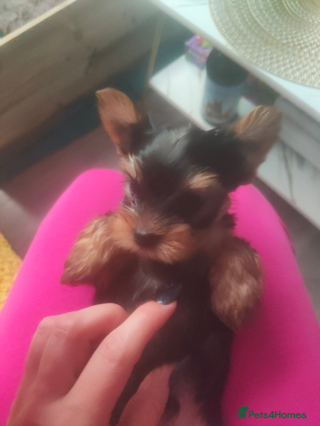 Yorkshire Terrier dogs for sale: Puppies for sale  - Image 6