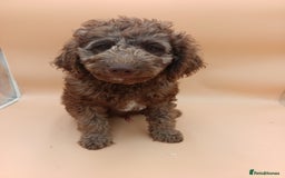Labradoodle dogs for sale: 🌈The work has been done , choose your breeder 🌈 - Image 35