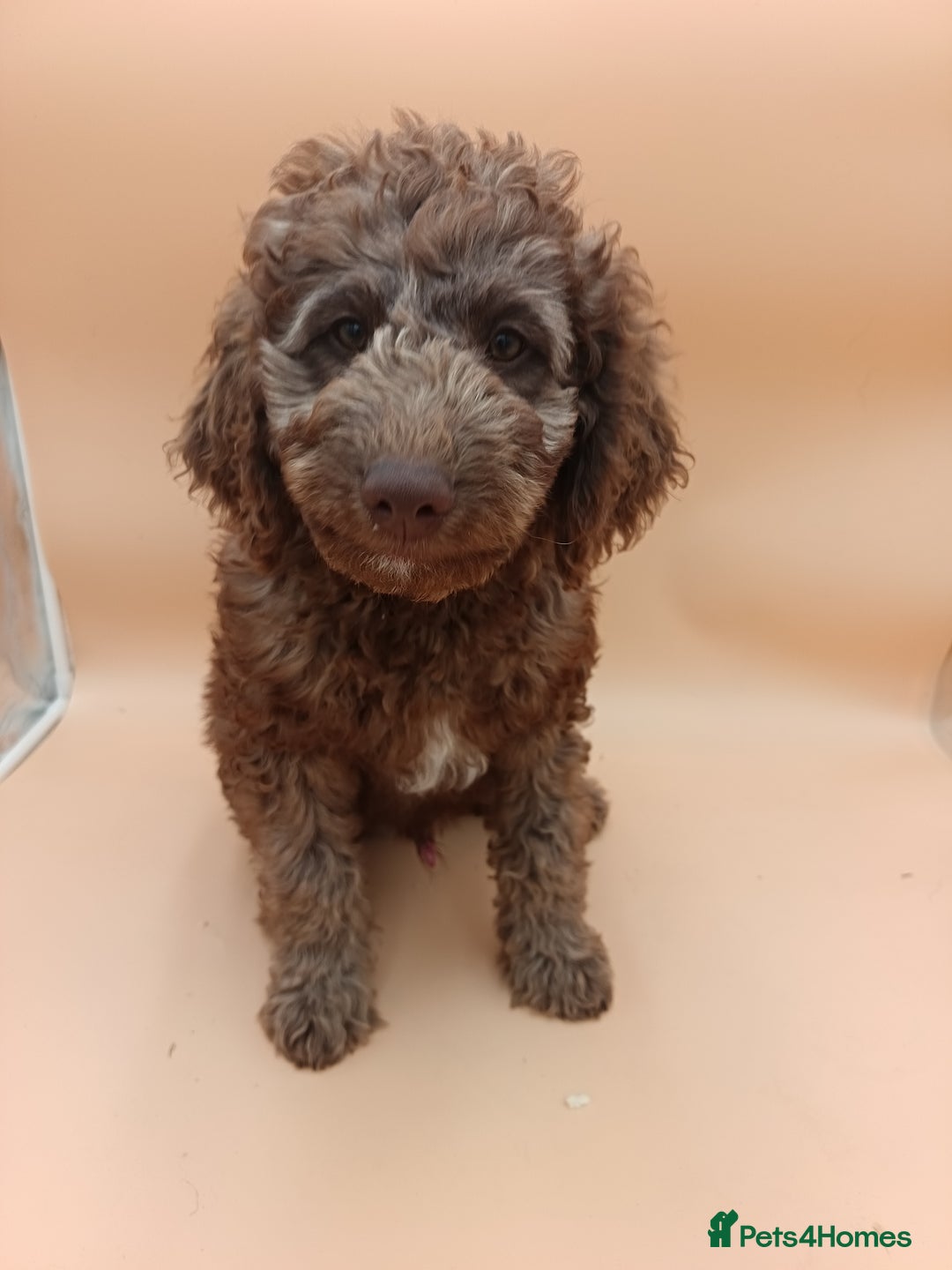 Labradoodle dogs for sale: 🌈The work has been done , choose your breeder 🌈 - Image 35