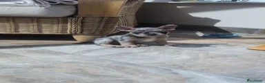 French Bulldog 4