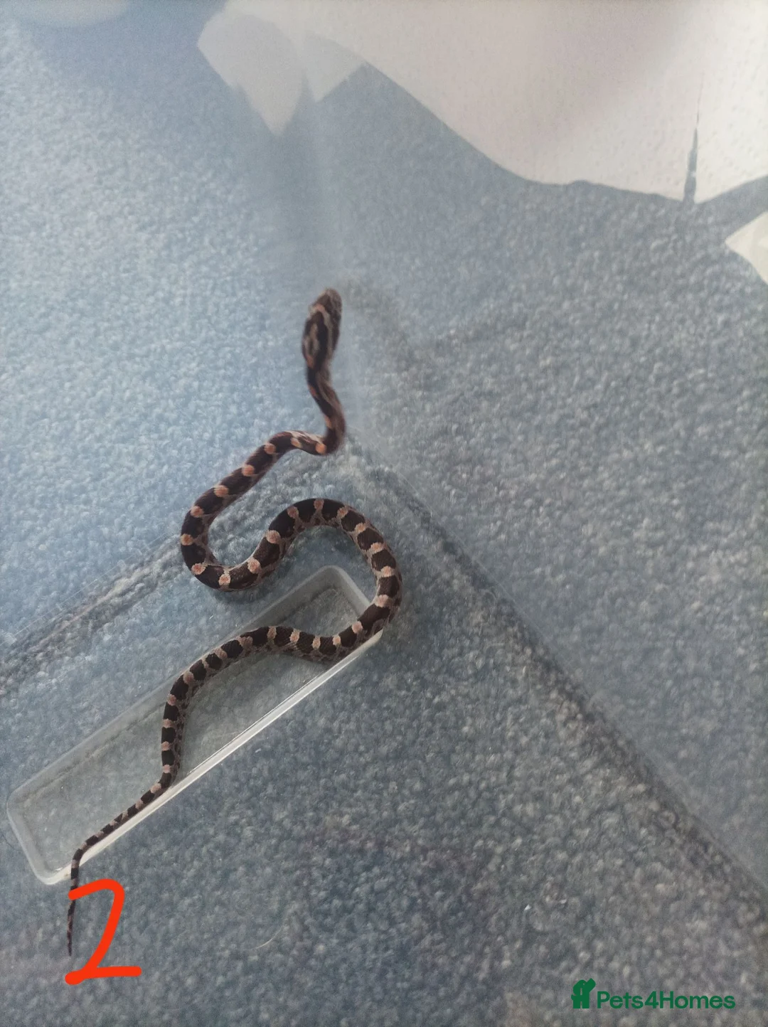 Corn Snake reptiles for sale: 7 x baby corn snakes for sale  - Advert 7