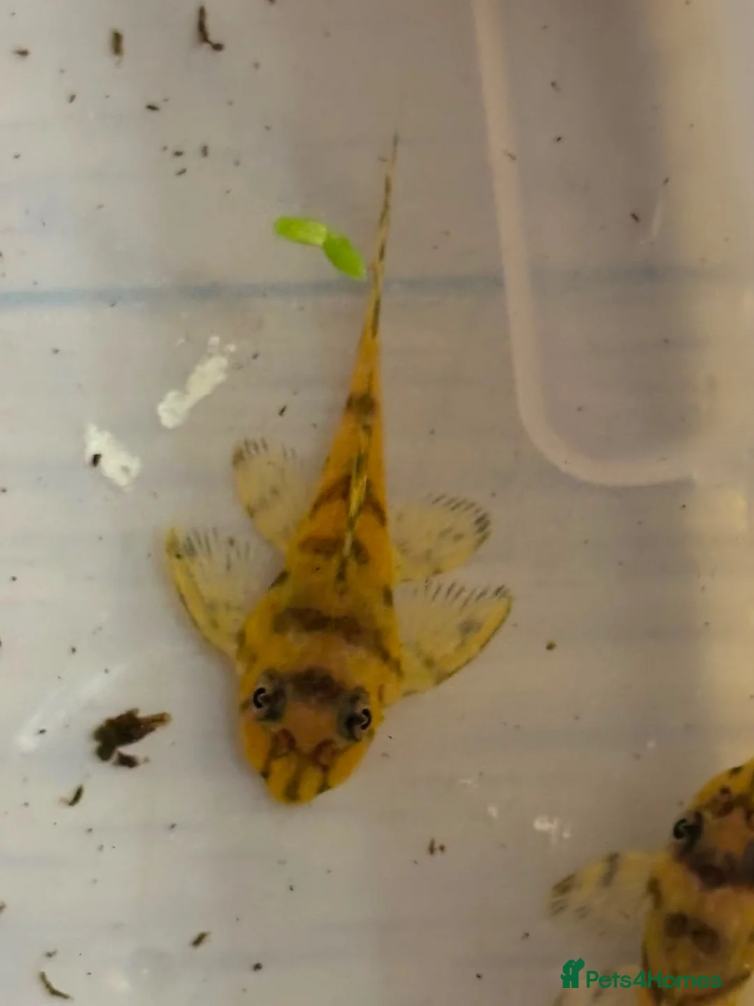 Plecos fish for sale: L236 super yellow. 1”. - Advert 2