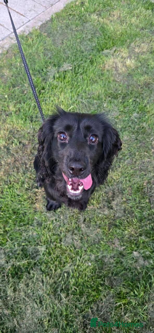Cocker Spaniel dogs for sale: Will you give Bella the home she needs? - Advert 3