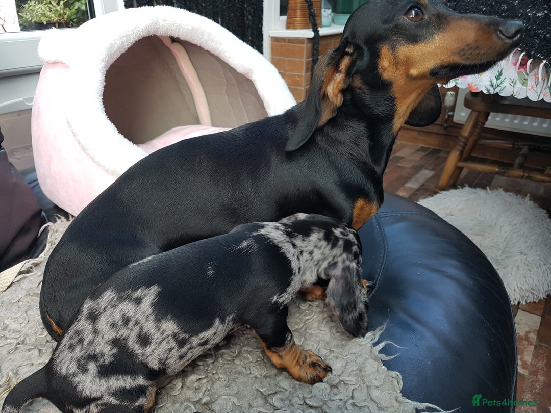 Dachshund dogs for sale: Beautiful dapple boy for sale - Image 6