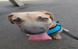Mixed Breed dogs for sale: 10 month old staff/lab mix - Image 6