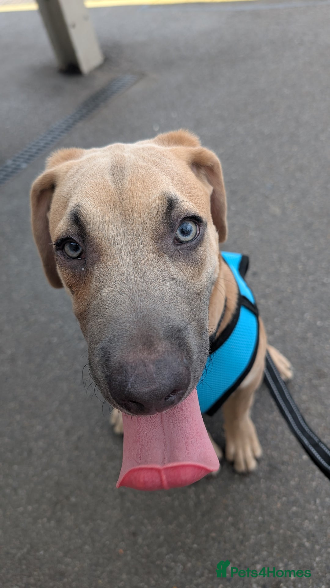 Mixed Breed dogs for sale: 10 month old staff/lab mix - Image 6