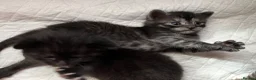 Russian Blue cats for sale: Beautiful black silver grey tabby kittens  - Advert 5