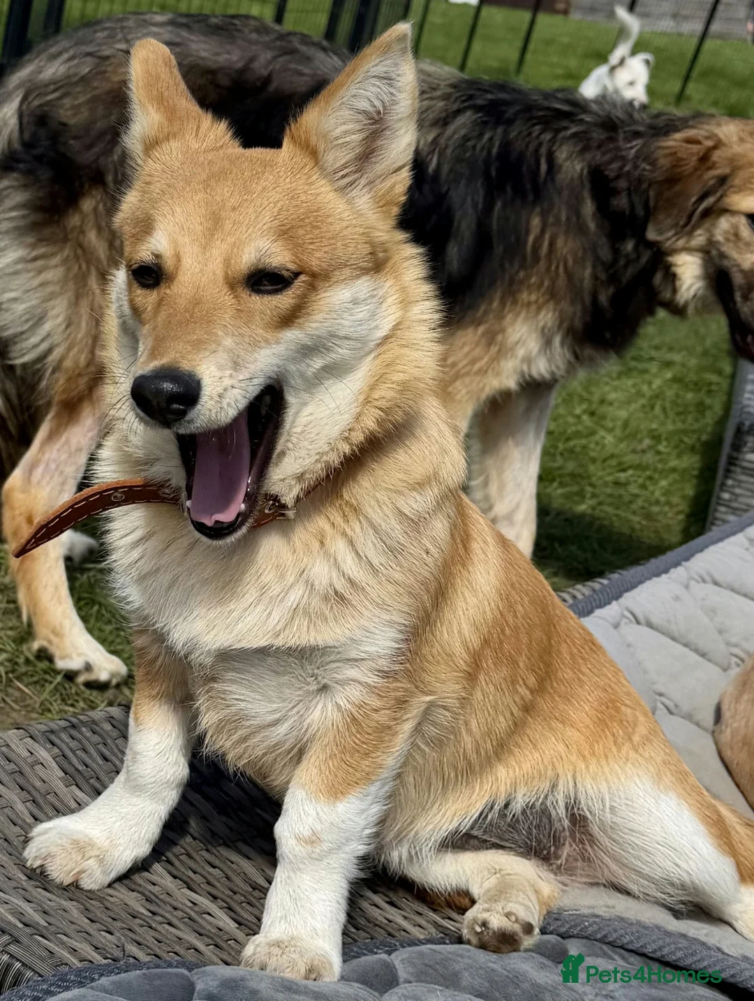 Welsh Corgi Pembroke dogs for adoption: 🐾 JANE – Female Welsh Corgi 🐾 - Advert 2