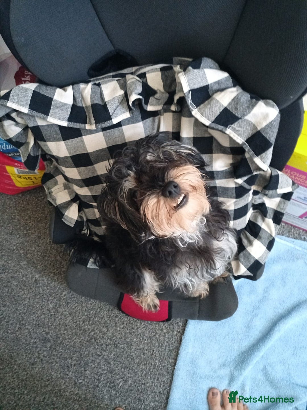 Yorkiepoo dogs for sale: 2 boys puppies Yorkiepoo  - Image 5