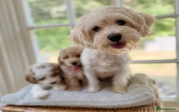 Mixed Breed dogs for sale: Teddy bear puppies - Image 31