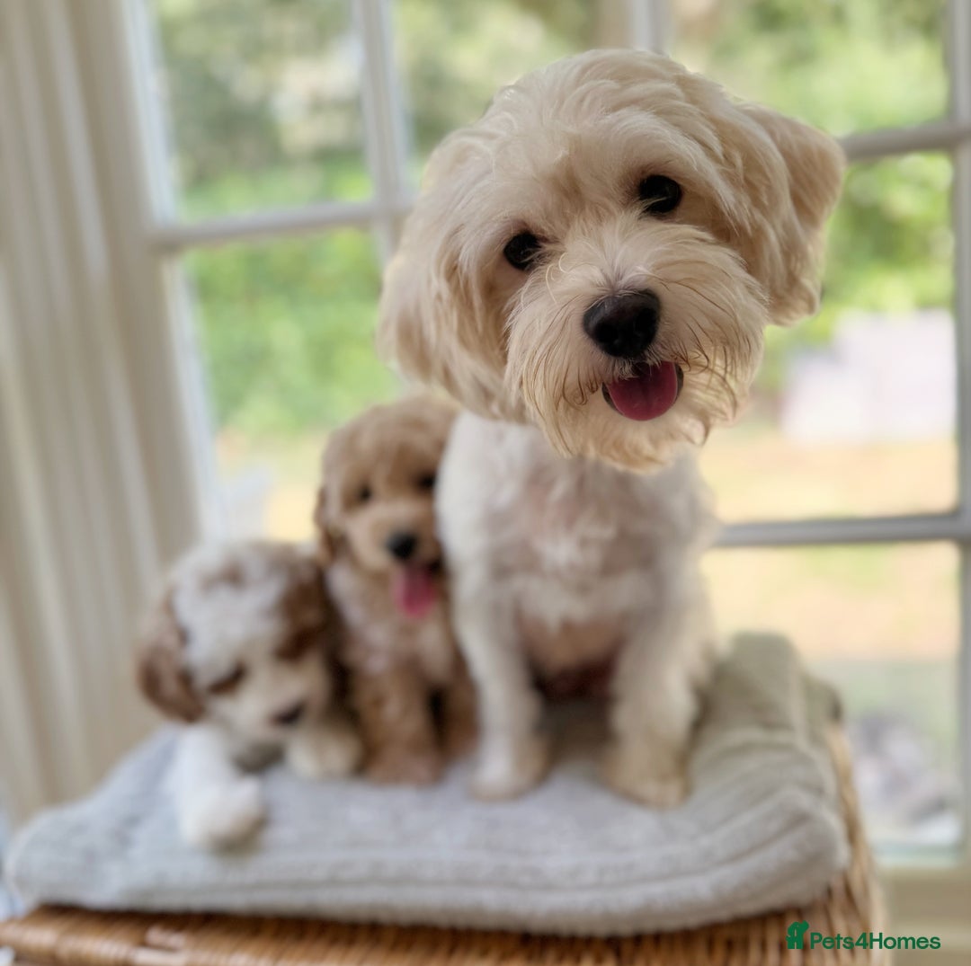 Mixed Breed dogs for sale: Teddy bear puppies - Image 31