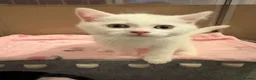 Mixed Breed cats for sale: REDUCED Gorgeous British shorthair x Scottish fold - Advert 19