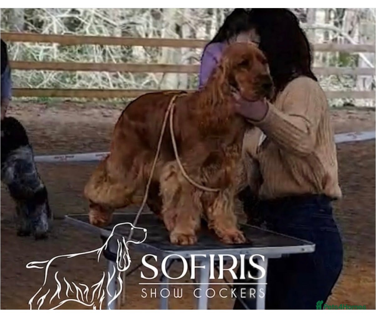 Cocker Spaniel dogs Italian stud dog  - Advert 8