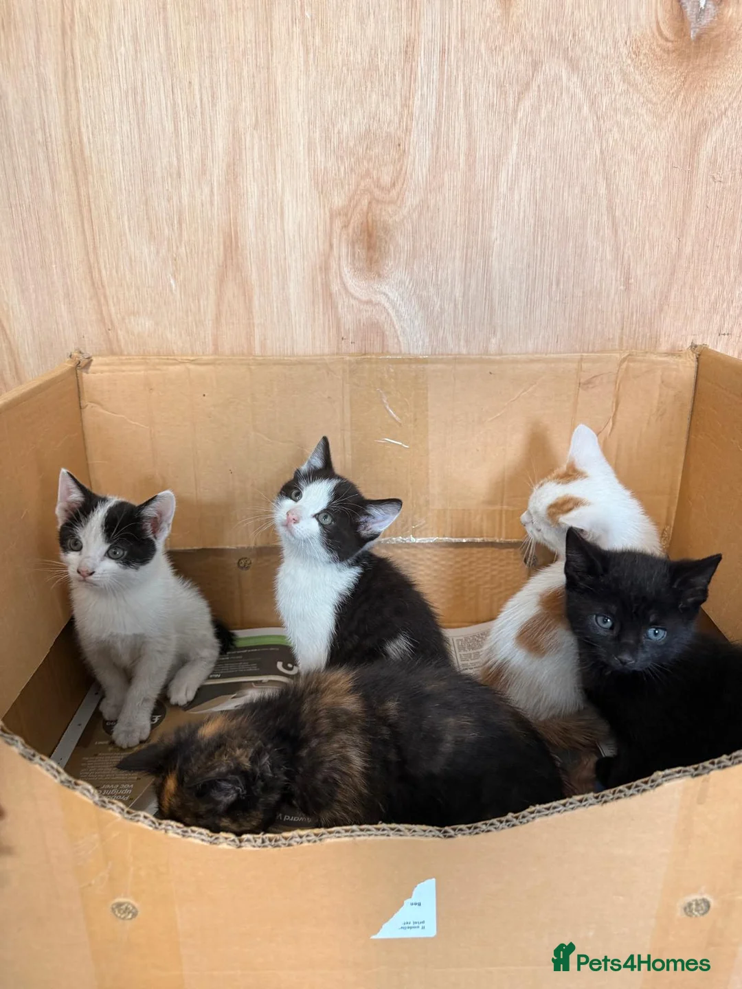 Mixed Breed cats for sale: Adorable kittens for sale in Liverpool - Advert 11