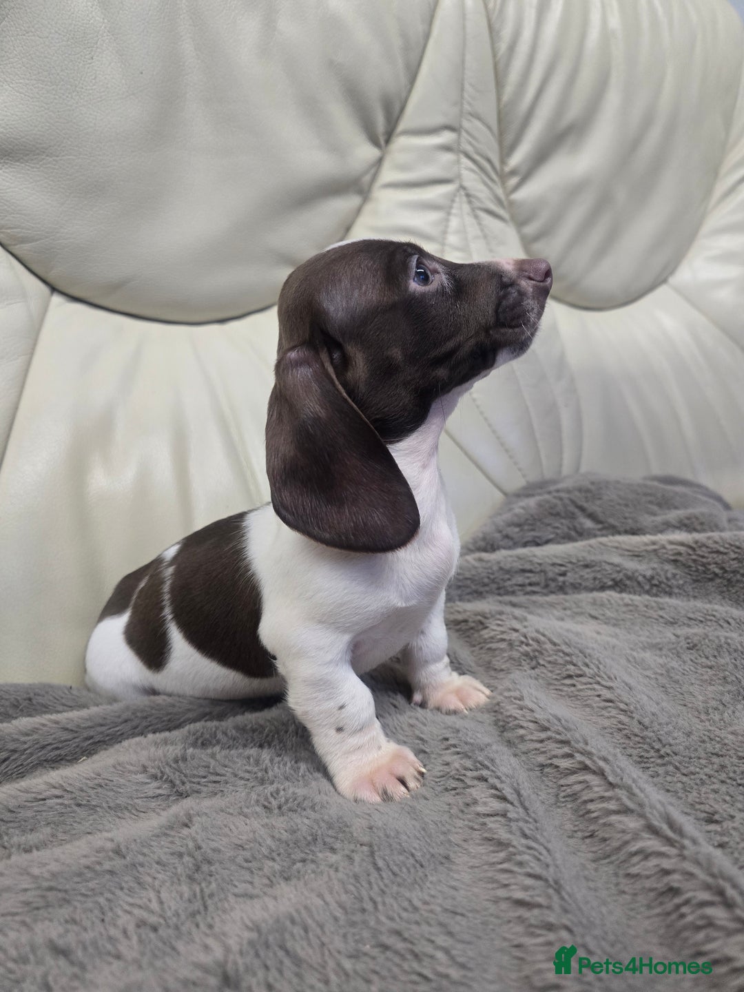 Miniature Dachshund dogs for sale: Miniature Dachshund Puppies - Advert 2