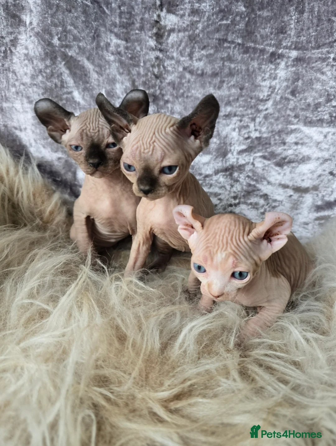 Sphynx cats for sale: HEALTH TESTED💖 TICA SPHYNX 💖KITTENS  - Advert 25