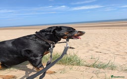 Rottweiler dogs for sale: Maya 7 years  - Image 4