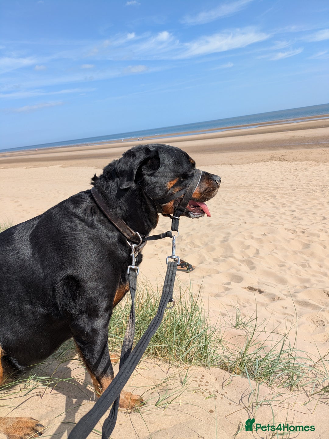 Rottweiler dogs for sale: Maya 7 years  - Image 4