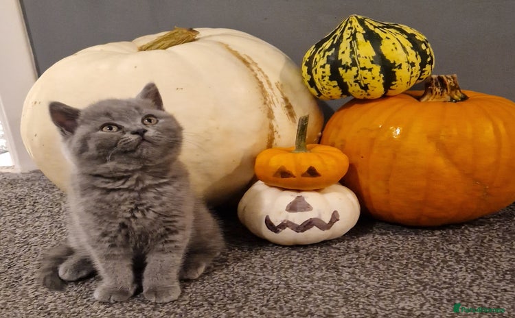 British Shorthair cats - Advert 13
