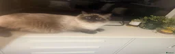 Ragdoll cats for sale: 3 beautiful ragdoll babies! - Advert 8