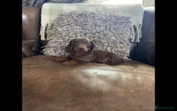 Dachshund dogs for sale: dachshund puppies - Image 3