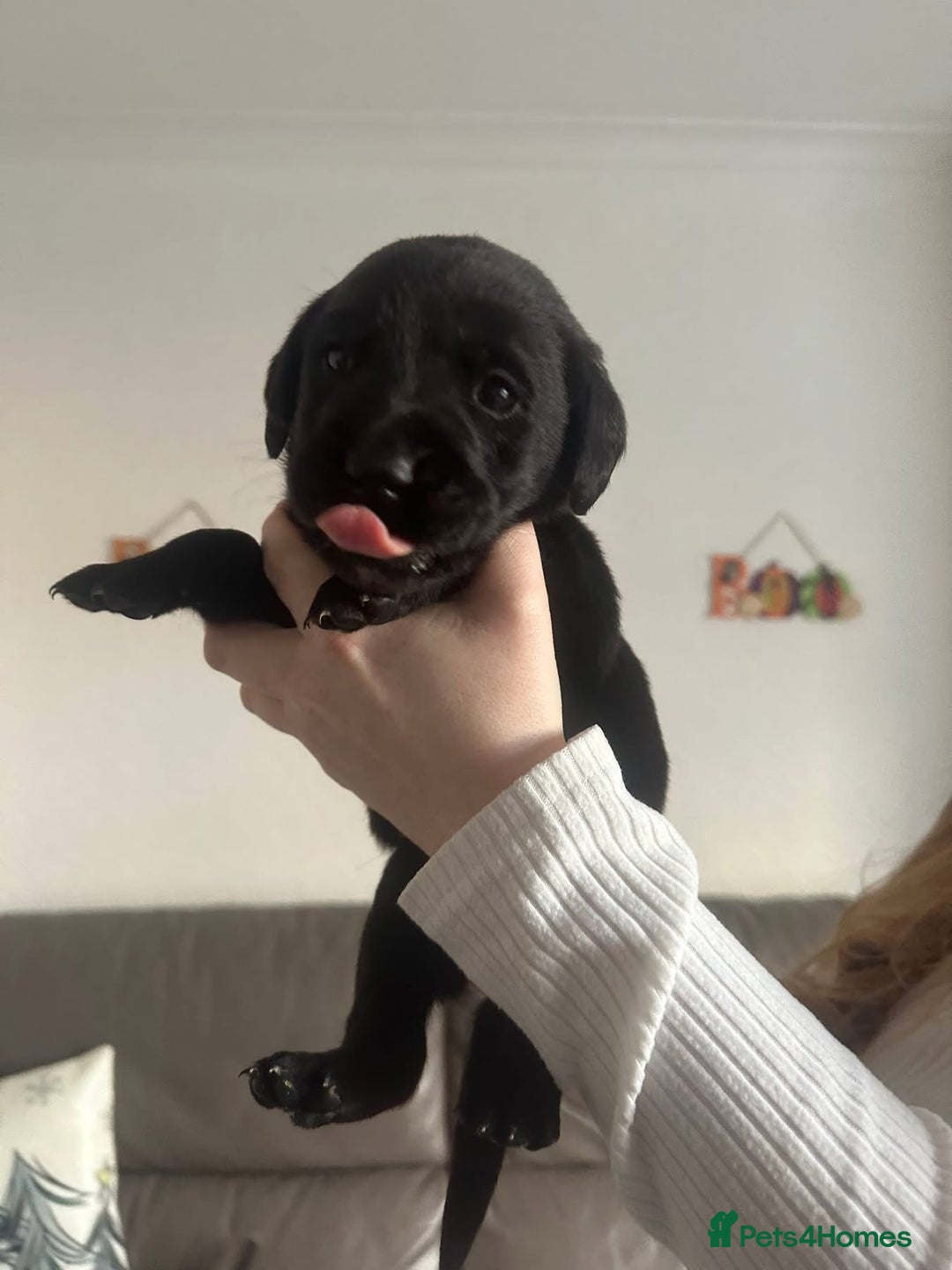 Springador dogs for sale: Labrador puppies - Advert 31