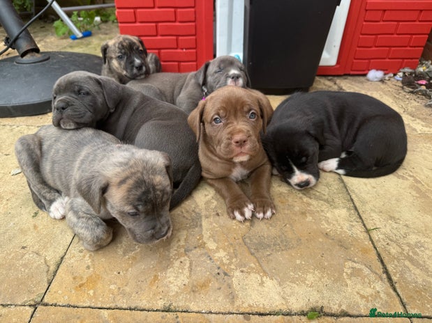 Mixed Breed dogs - Advert 1