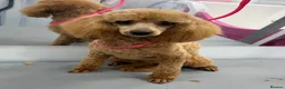 Toy Poodle dogs for sale: Health tested Asian toy poodle  - Advert 2