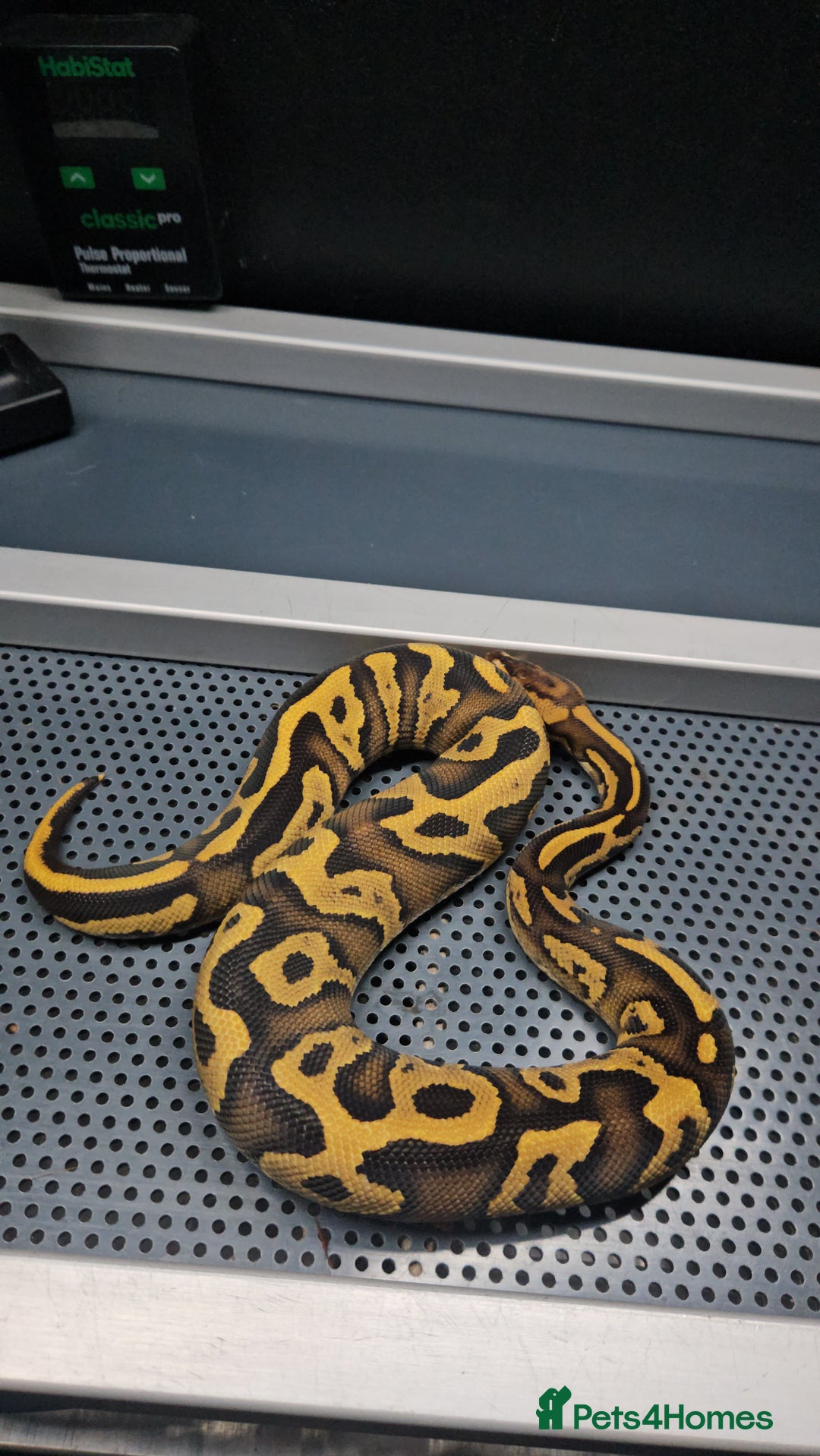 Python Snake reptiles for sale: Fire leopard het clown ball python  - Advert 2