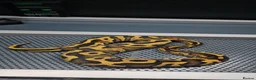 Python Snake reptiles for sale: Fire leopard het clown ball python  - Advert 2