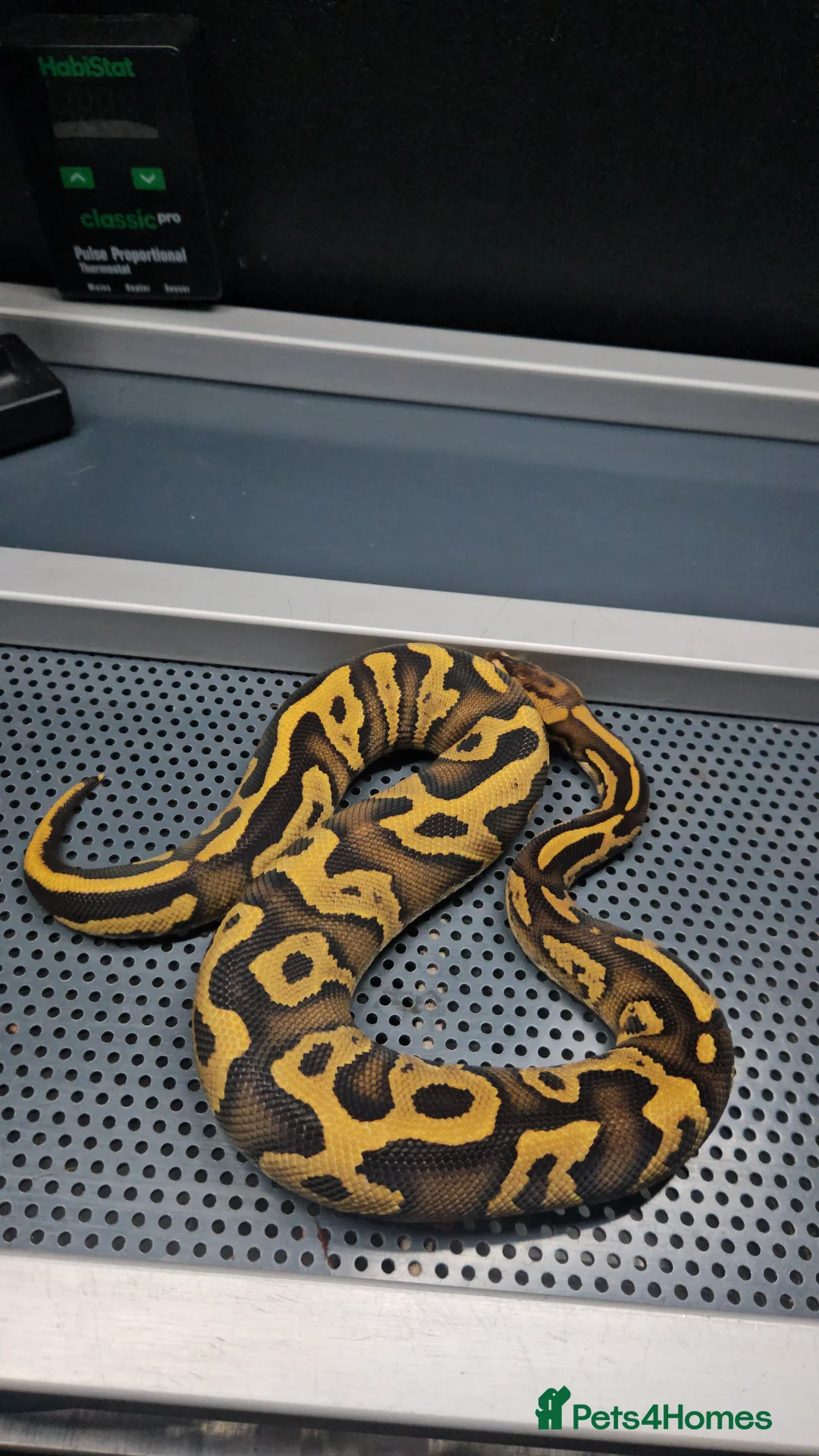 Python Snake reptiles for sale: Fire leopard het clown ball python  - Advert 2
