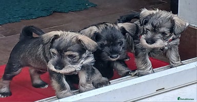 Miniature Schnauzer dogs - Advert 10