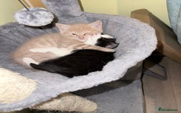 Mixed Breed cats for sale: Gorgeous kittens for sale - Advert 9